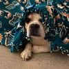 frankieb6